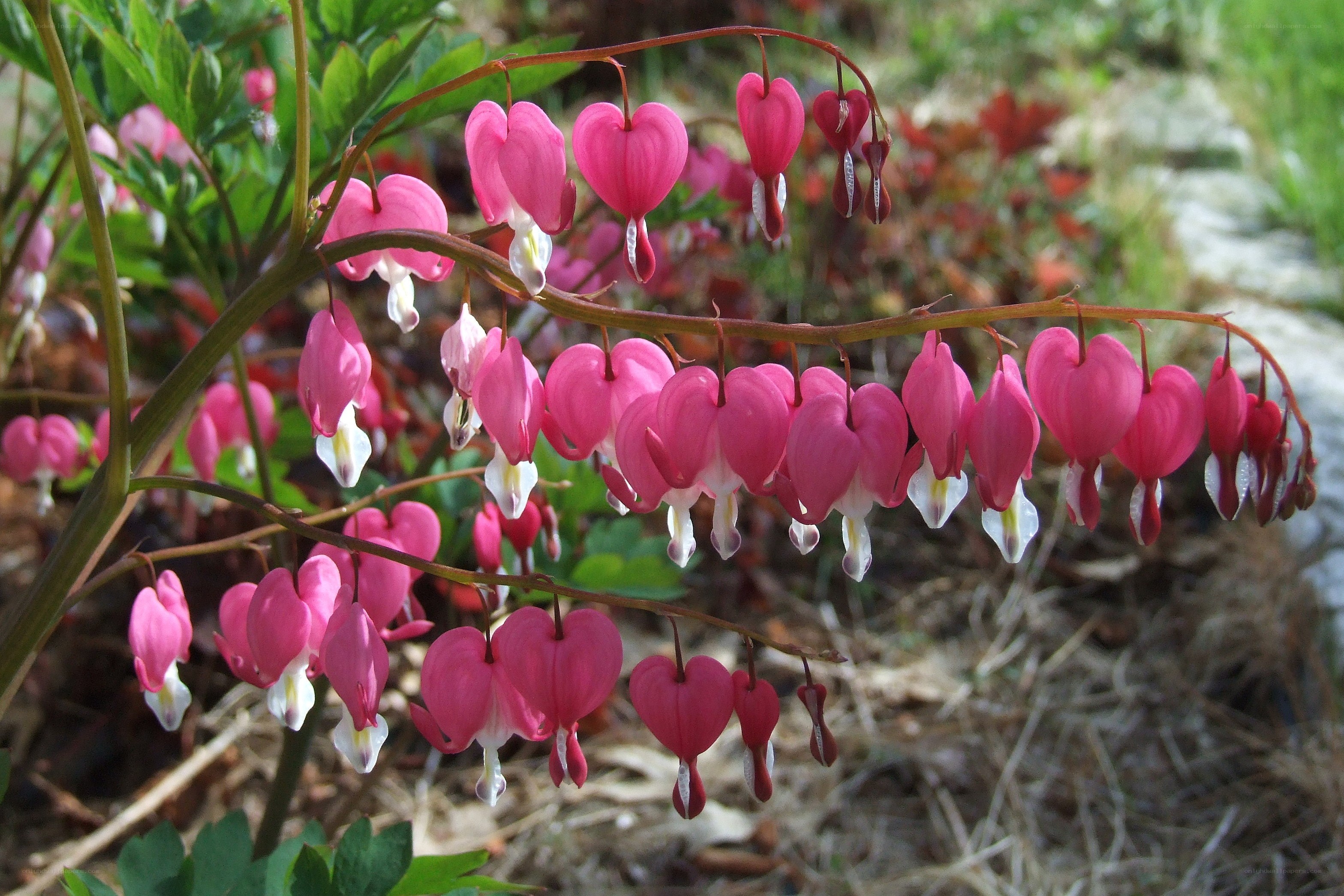 pink bleeding heart flowers
