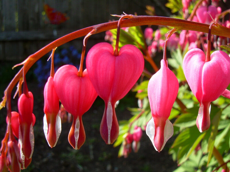 Pink bleeding heart flowers