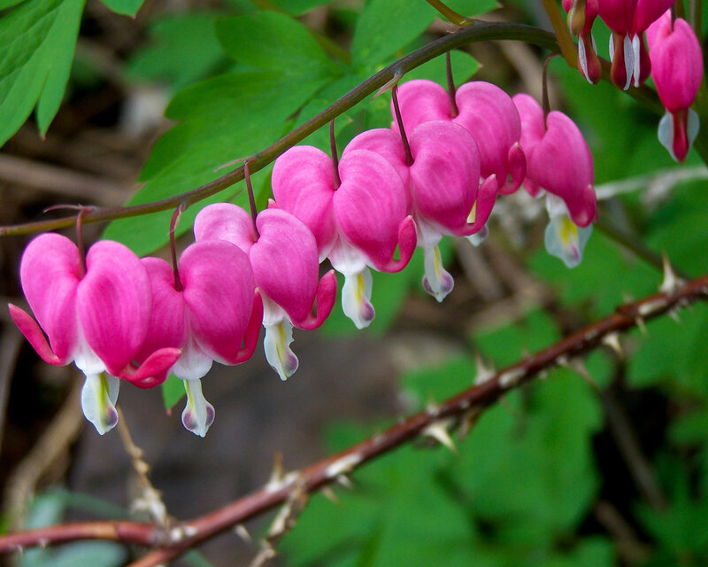 pink bleeding heart flowers