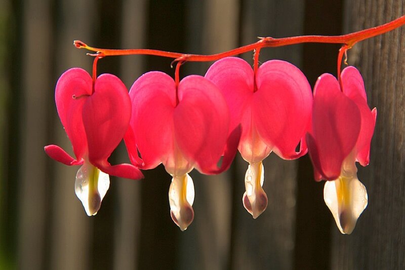 pink bleeding heart flowers