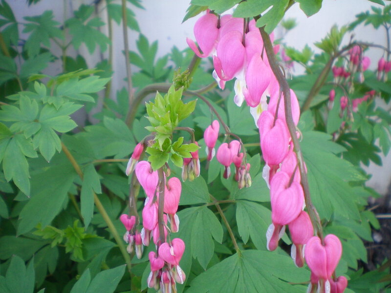 pink bleeding heart flowers