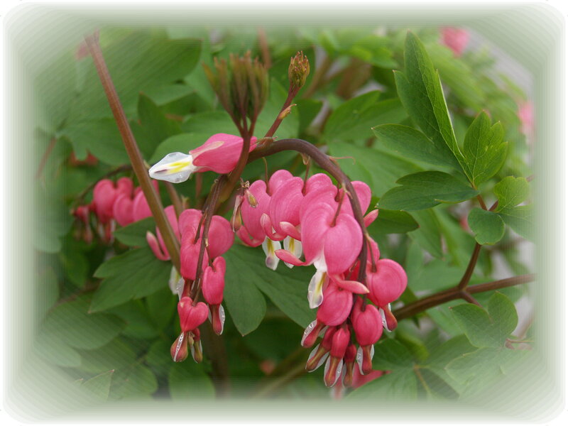 Pink bleeding heart flowers