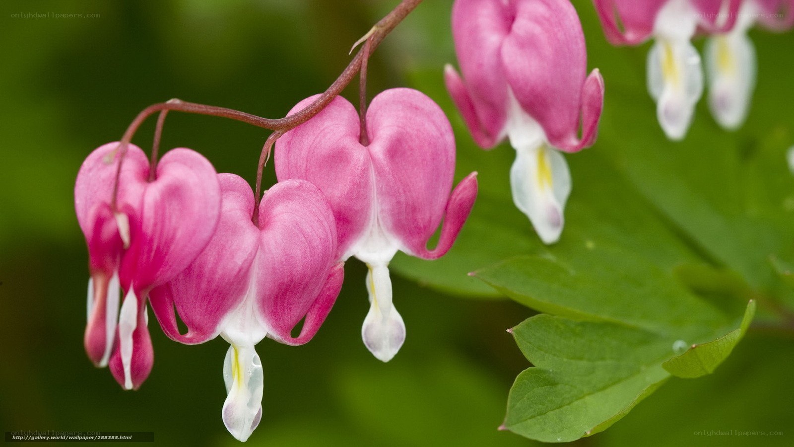 pink bleeding heart flowers