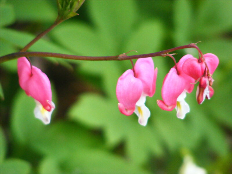 pink bleeding heart flowers