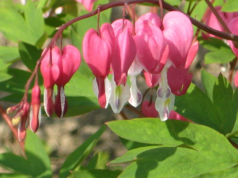 pink bleeding heart flowers