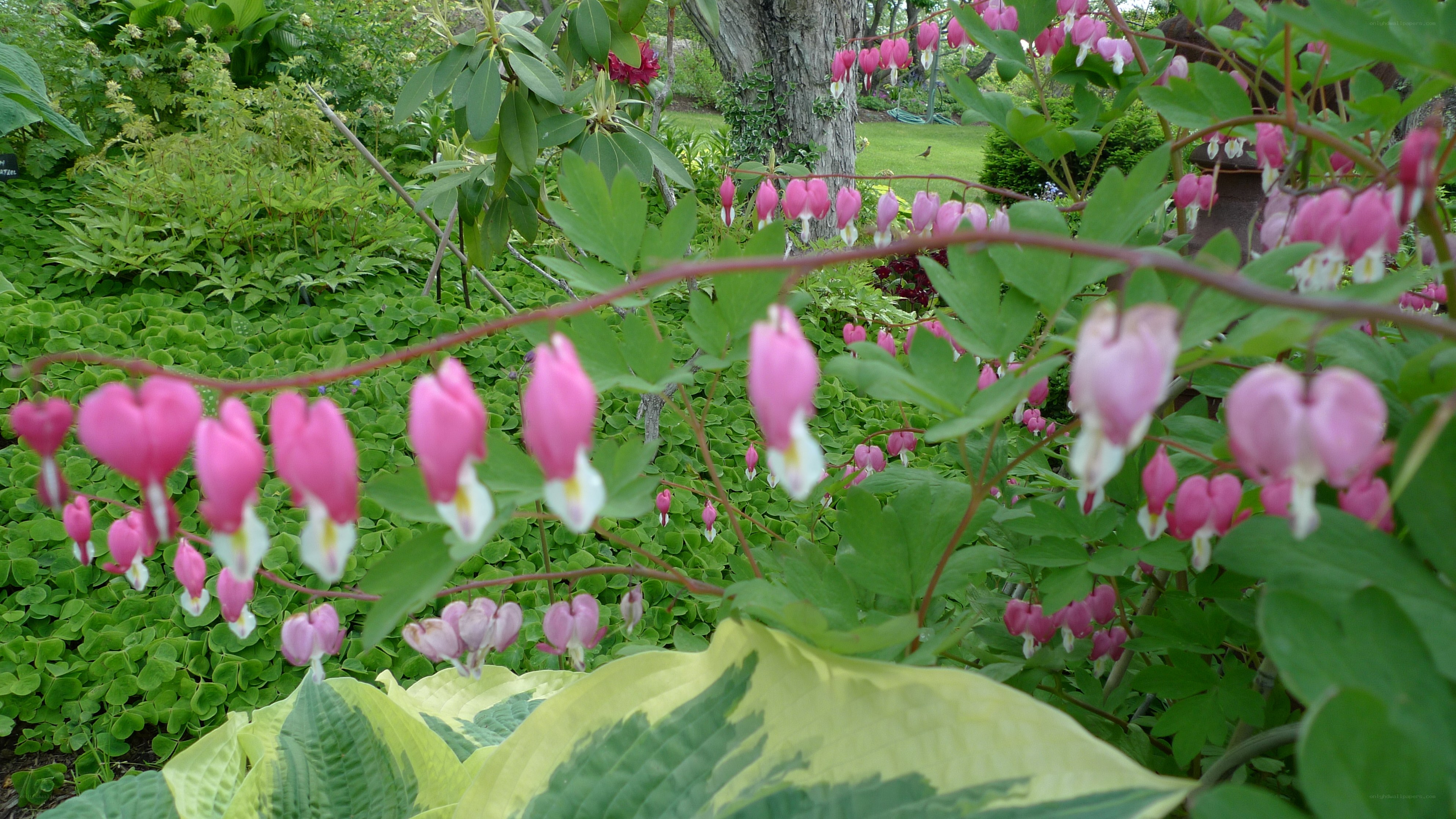 pink bleeding heart flowers