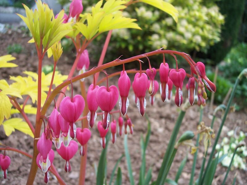 Pink bleeding heart flowers
