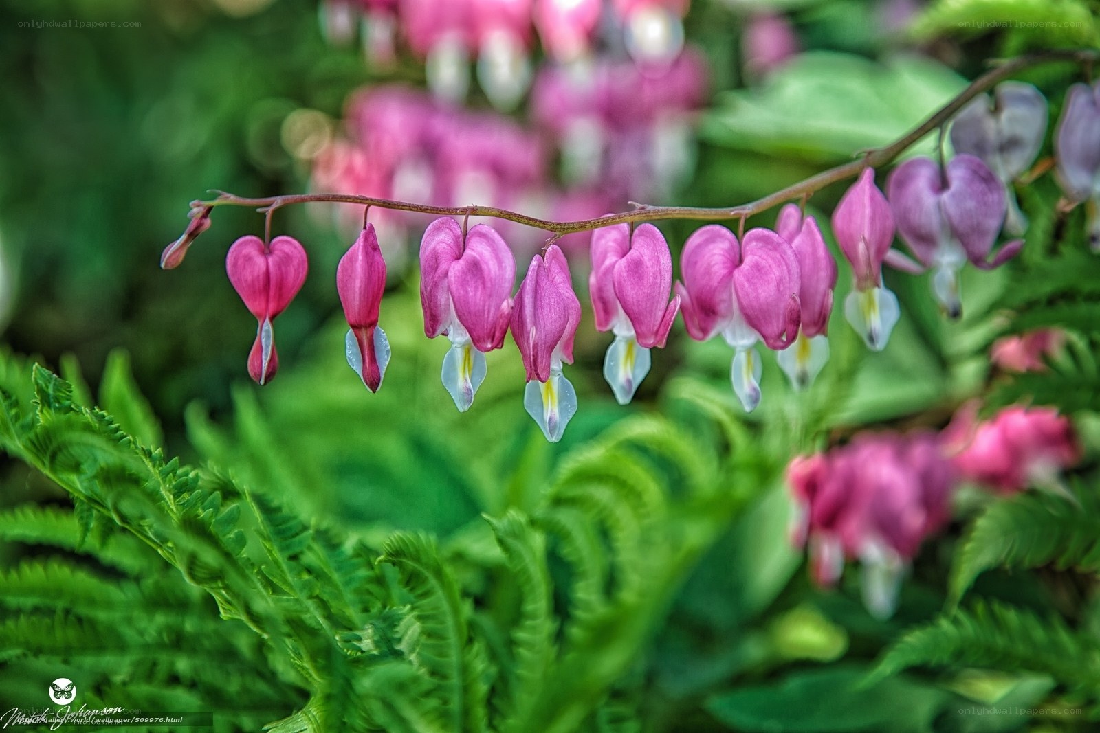 Pink bleeding heart flowers