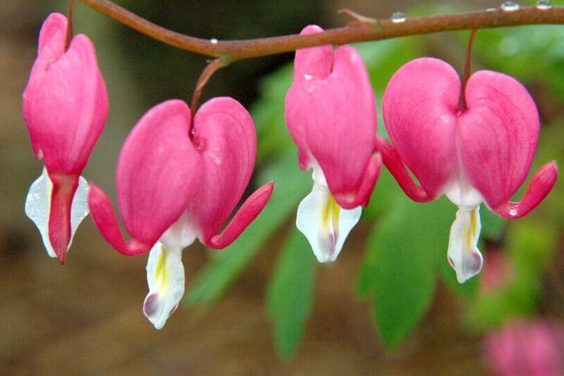 Pink Bleeding Heart Flowers — Calm, Spring, Photograph, Branch