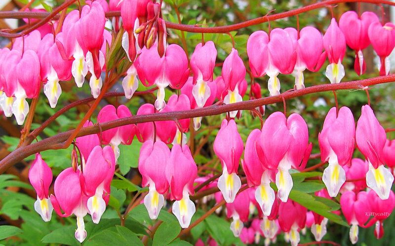 Pink Bleeding Heart Flowers — Calm, Spring, Photograph, Branches