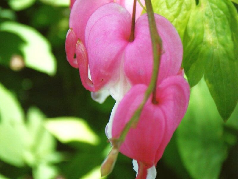 Pink Bleeding Heart Flowers — Calm, Spring, Photograph, Green Leaves, Flower Buds, Green