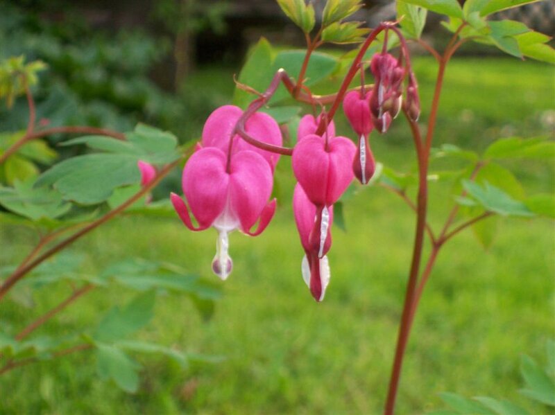 Pink Bleeding Heart Flowers — Calm, Spring, Photograph, Leaves