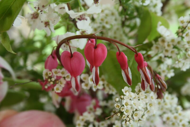 Pink Bleeding Heart Flowers — Calm, Spring, Photograph, White Flowers