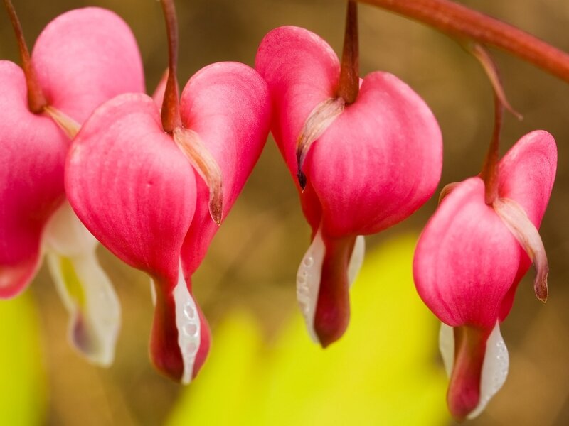 Pink Bleeding Heart Flowers — Calm, Spring