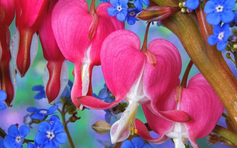 Pink Bleeding Heart Flowers — Calm
