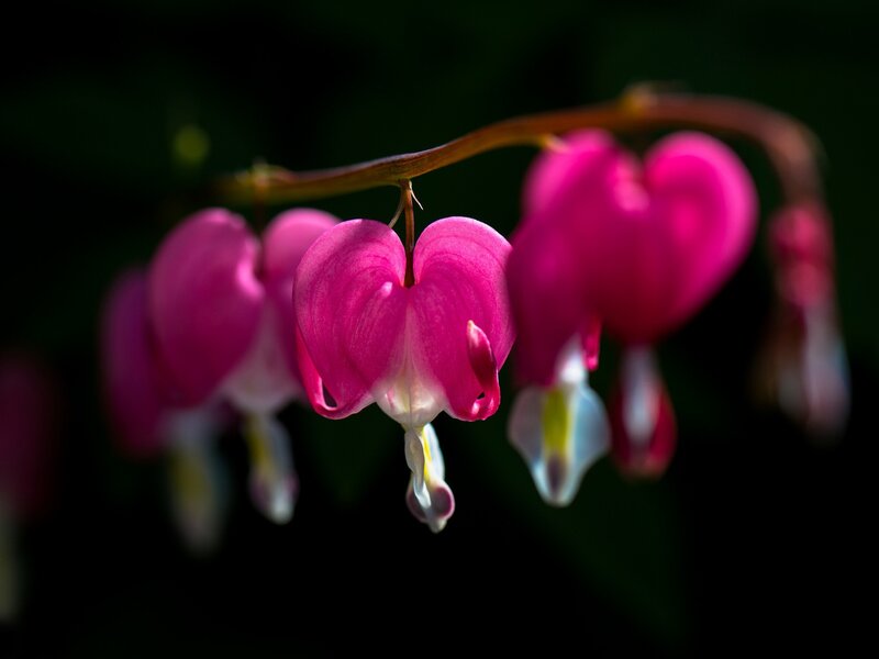 Pink Bleeding Heart Flowers — Dramatic, Photograph, Stem