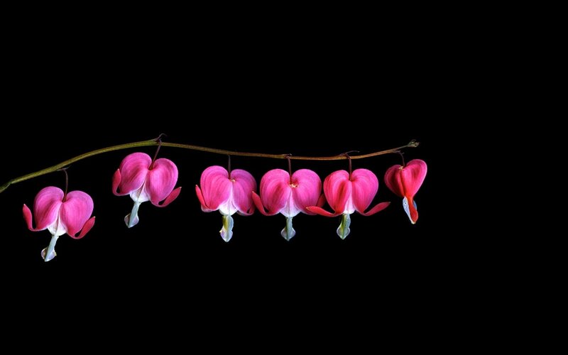 Pink Bleeding Heart Flowers — Dramatic, Photograph