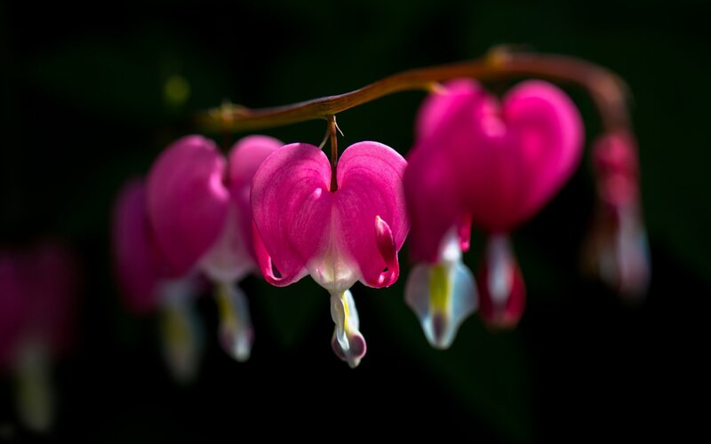 Pink Bleeding Heart Flowers — Dramatic