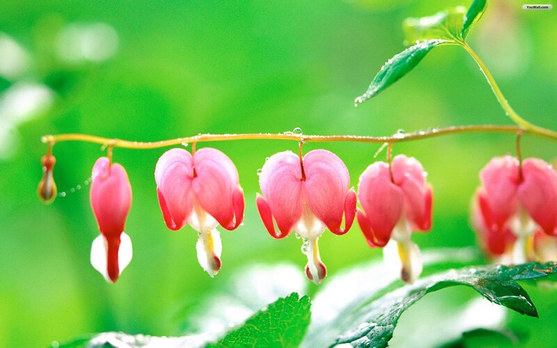 Pink Bleeding Heart Flowers — Green