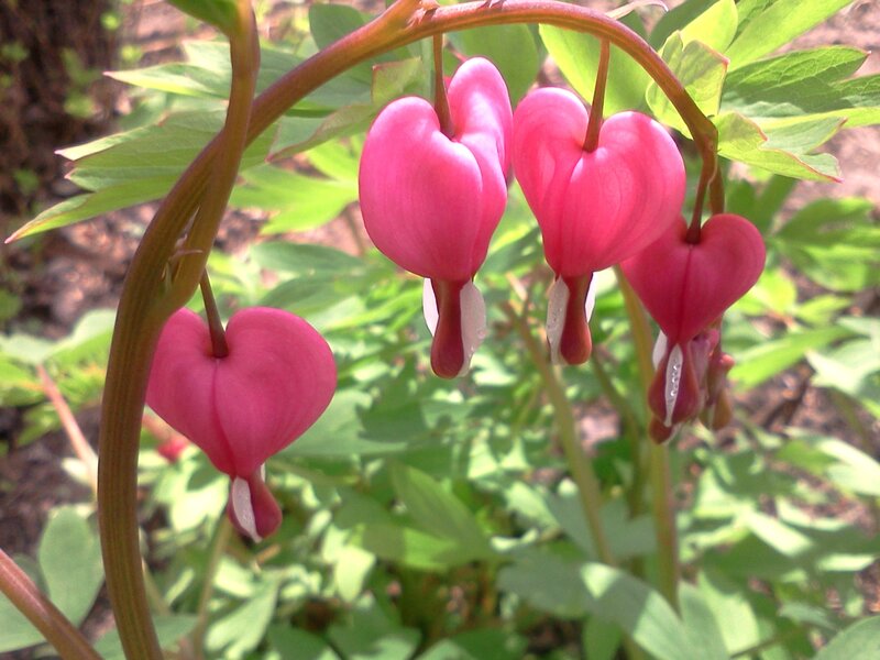 Pink Bleeding Heart Flowers — Natural, Spring, Photograph
