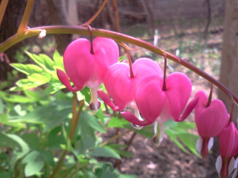 Pink Bleeding Heart Flowers — Natural, Spring