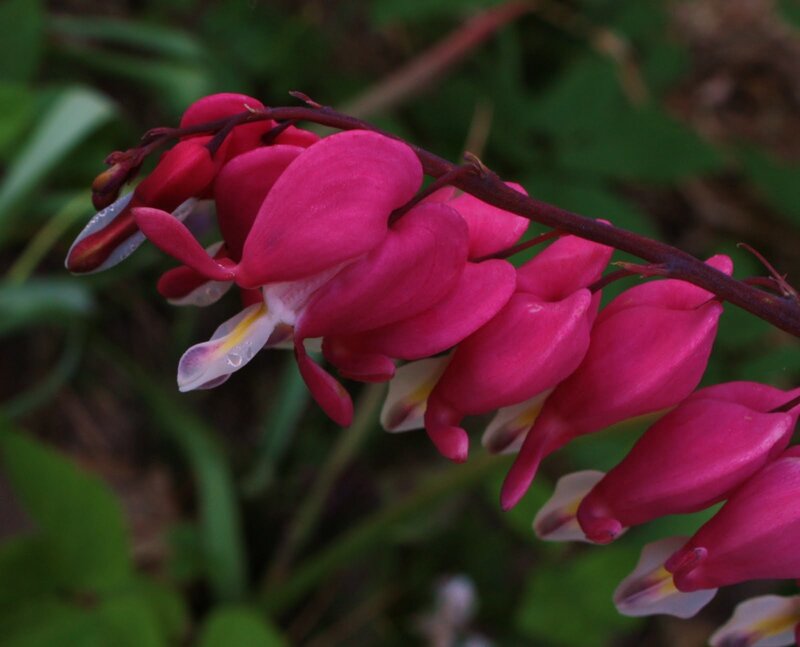 Pink Bleeding Heart Flowers — Natural