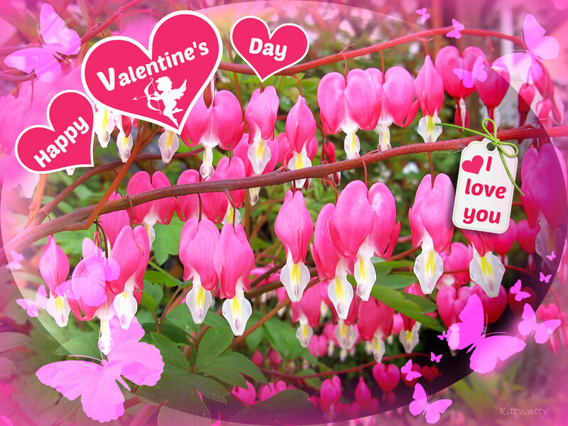 Pink Bleeding Heart Flowers — Romantic, Spring