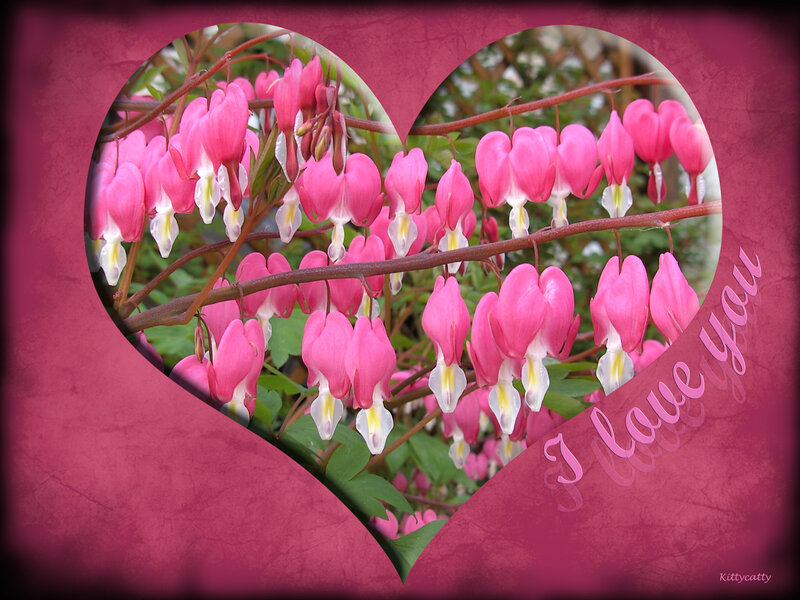 Pink Bleeding Heart Flowers — Romantic
