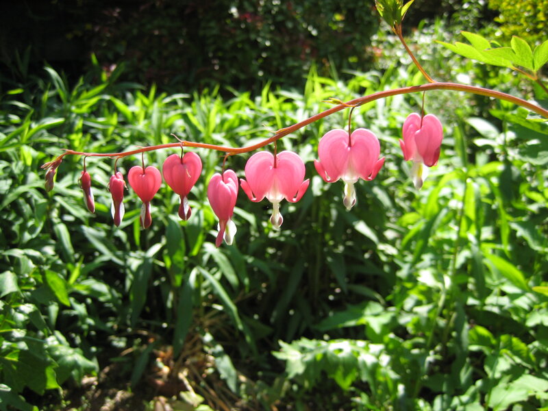 Pink Bleeding Heart Flowers — Serene, Afternoon, Photograph