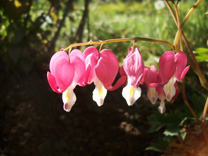 Pink Bleeding Heart Flowers — Serene, Afternoon