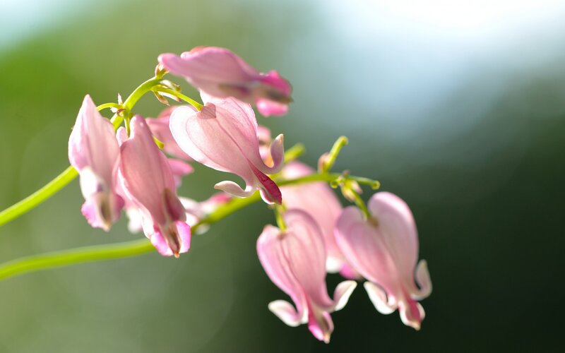 Pink Bleeding Heart Flowers — Serene, Morning, Photograph, Stem