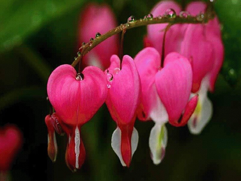 Pink Bleeding Heart Flowers — Serene, Morning, Photograph