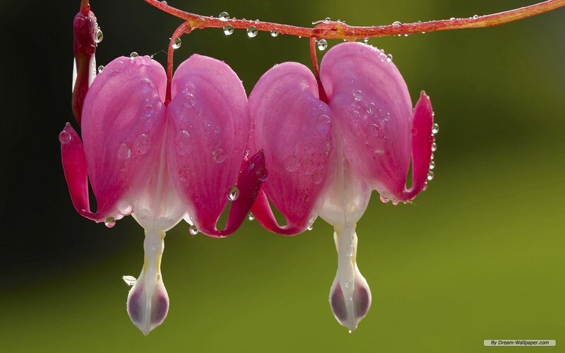 Pink Bleeding Heart Flowers — Serene, Morning
