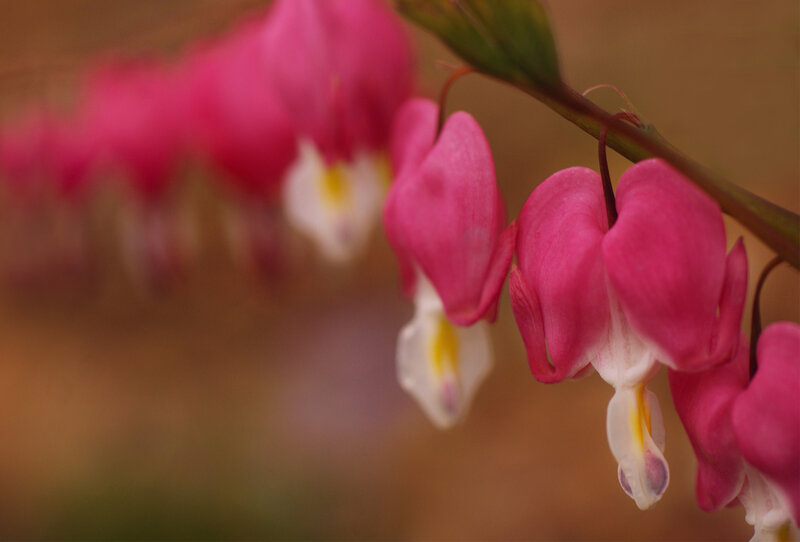 Pink Bleeding Heart Flowers — Serene, Photograph