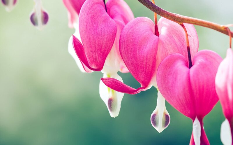 Pink Bleeding Heart Flowers — Serene, Spring, Photograph, Branch, Green Background