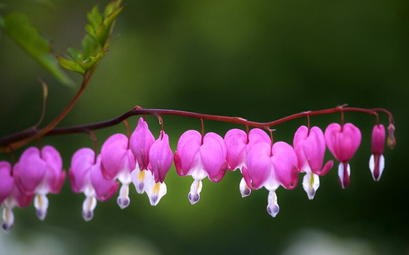 Pink Bleeding Heart Flowers — Serene, Spring, Photograph, Branch