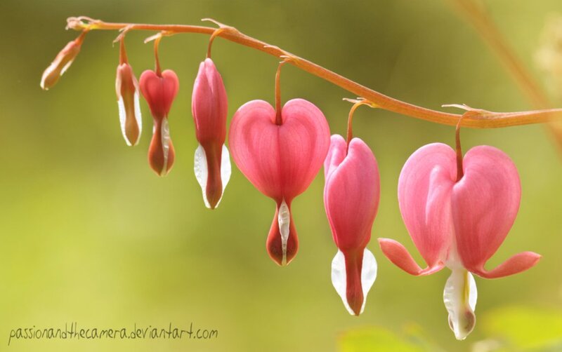 Pink Bleeding Heart Flowers — Serene, Spring, Photograph, Flower, Stem, Green Background