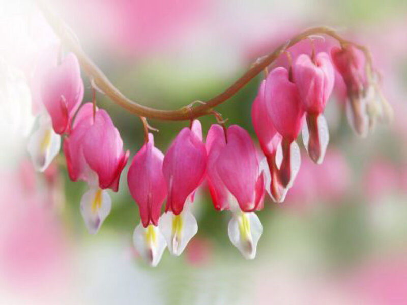 Pink Bleeding Heart Flowers — Serene, Spring, Photograph, Flower, Stem