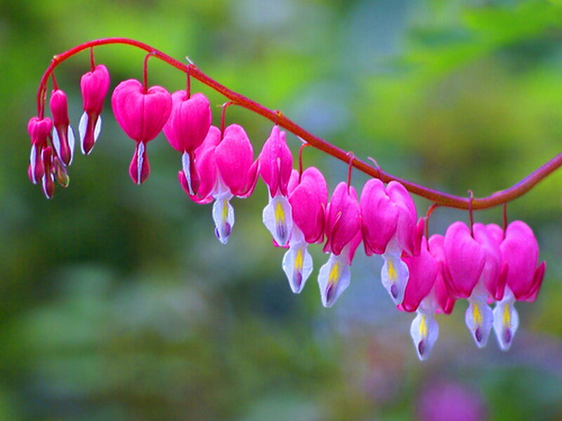 Pink Bleeding Heart Flowers — Serene, Spring, Photograph, Flower