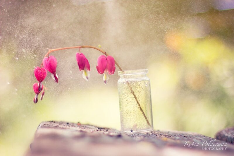 Pink Bleeding Heart Flowers — Serene, Spring, Photograph, Glass Jar