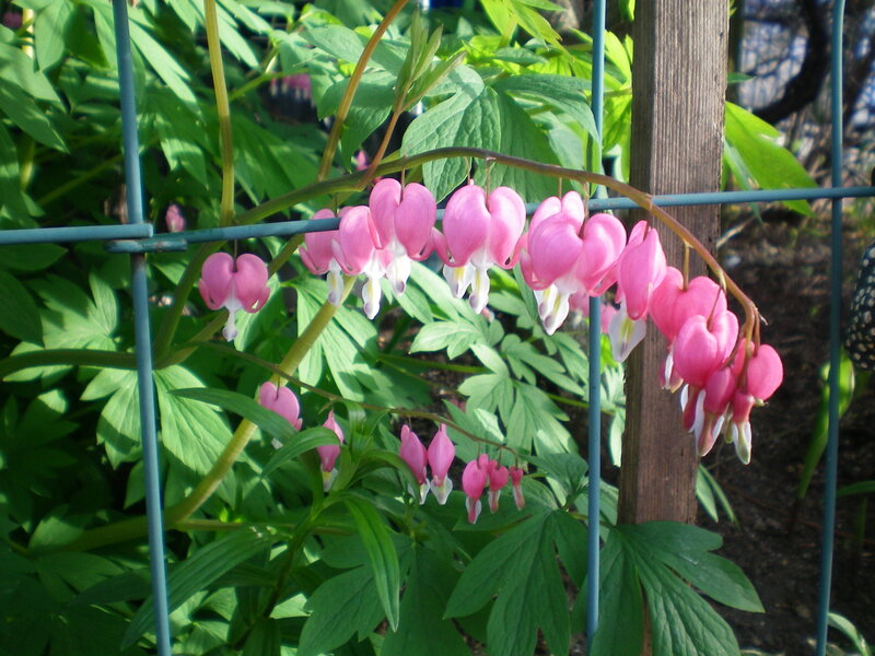 Pink Bleeding Heart Flowers — Serene, Spring, Photograph, Green Leaves, Fence