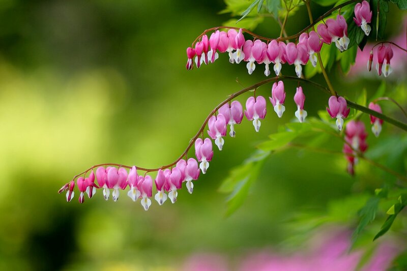 Pink Bleeding Heart Flowers — Serene, Spring, Photograph, Green Leaves, Flowering Branch