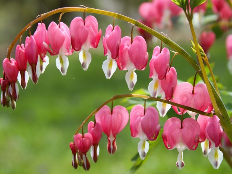 Pink Bleeding Heart Flowers — Serene, Spring, Photograph, Green Leaves, Stem