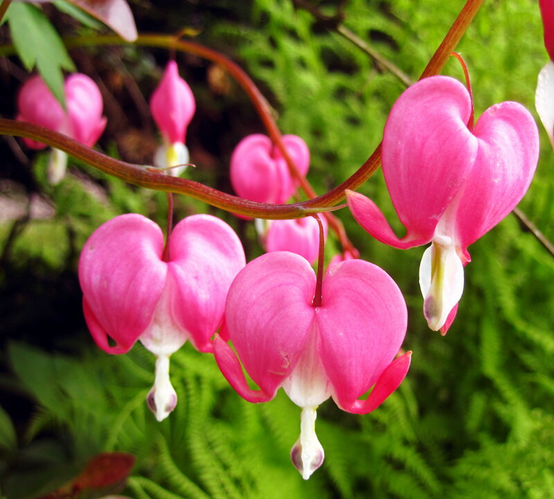 Pink Bleeding Heart Flowers — Serene, Spring, Photograph, Green Leaves, Stems