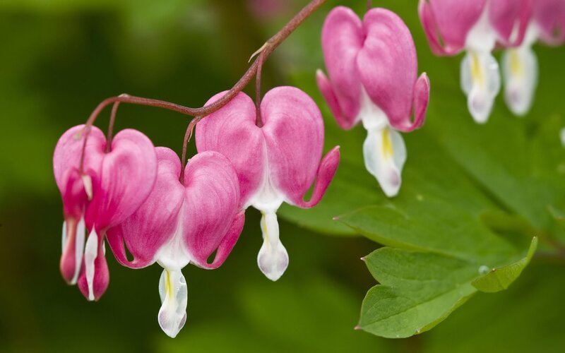 Pink Bleeding Heart Flowers — Serene, Spring, Photograph, Green Leaves