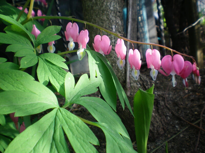Pink Bleeding Heart Flowers — Serene, Spring, Photograph, Green Leaves, Tree Trunk
