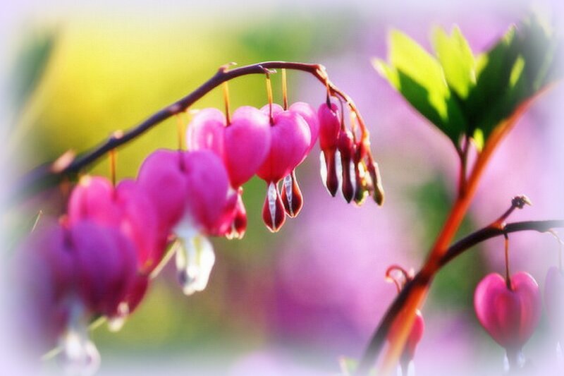 Pink Bleeding Heart Flowers — Serene, Spring, Photograph, Leaves, Branch