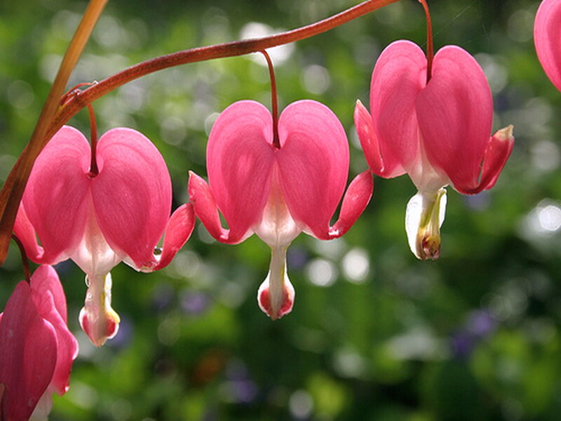 Pink Bleeding Heart Flowers — Serene, Spring, Photograph, Stem, Greenery