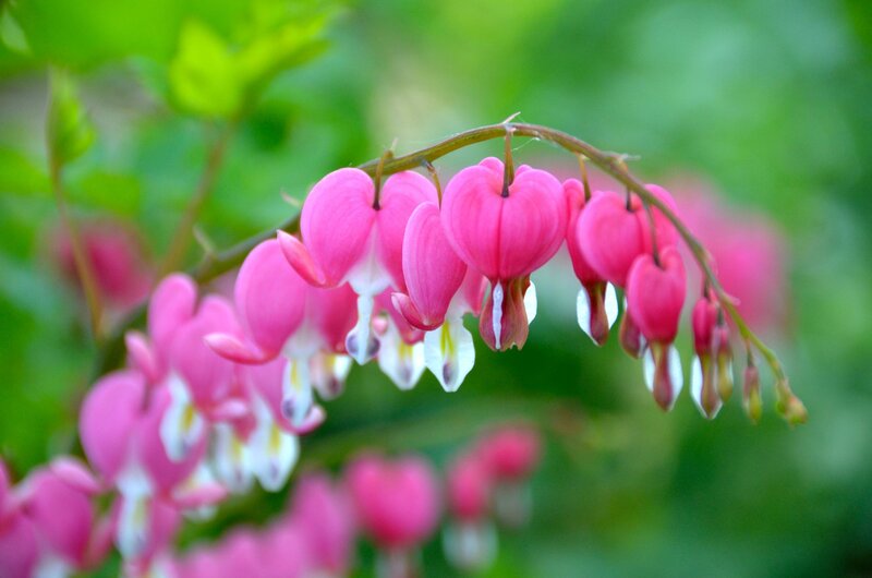 Pink Bleeding Heart Flowers — Serene, Spring, Photograph, Stem
