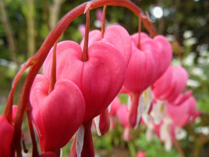 Pink Bleeding Heart Flowers — Serene, Spring, Photograph, Stems